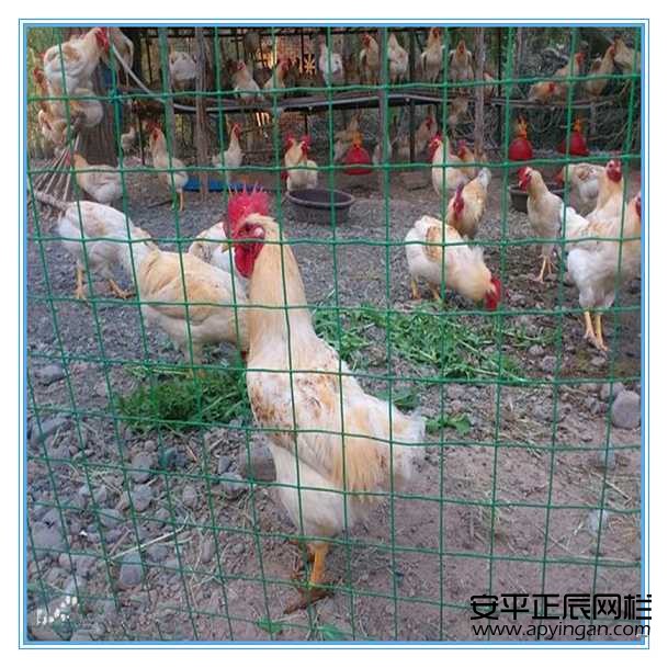 http://m.jiledao111.cn雞舍圍欄網