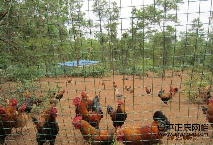 http://m.jiledao111.cn雞鴨圍欄網