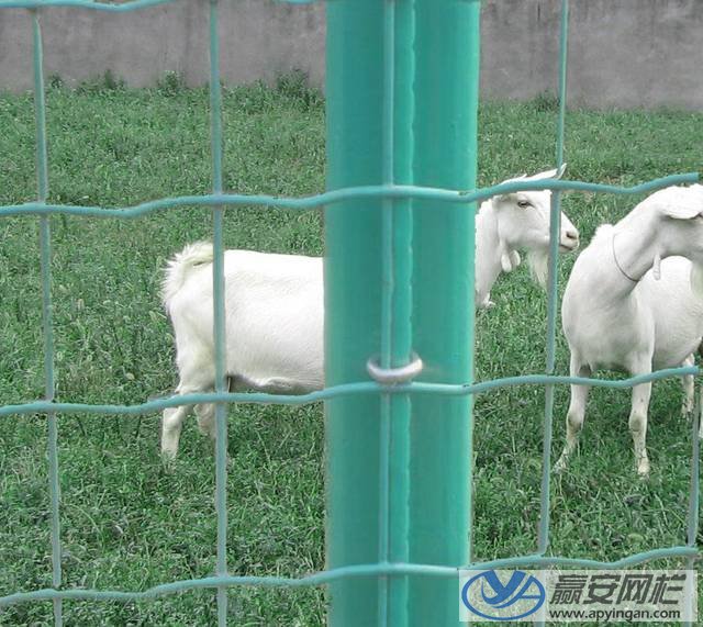 養羊圍欄